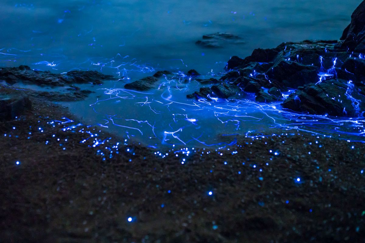 Blue glow of firefly squid in Toyama Bay, Japan. - Photo Gallery