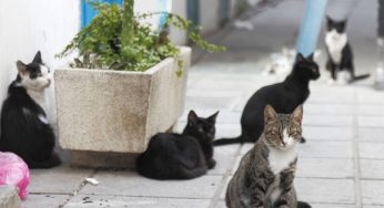 One Cat for Every Human: Cyprus Battles Feline Overpopulation Crisis