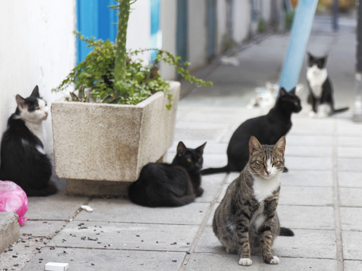 One Cat for Every Human: Cyprus Battles Feline Overpopulation Crisis