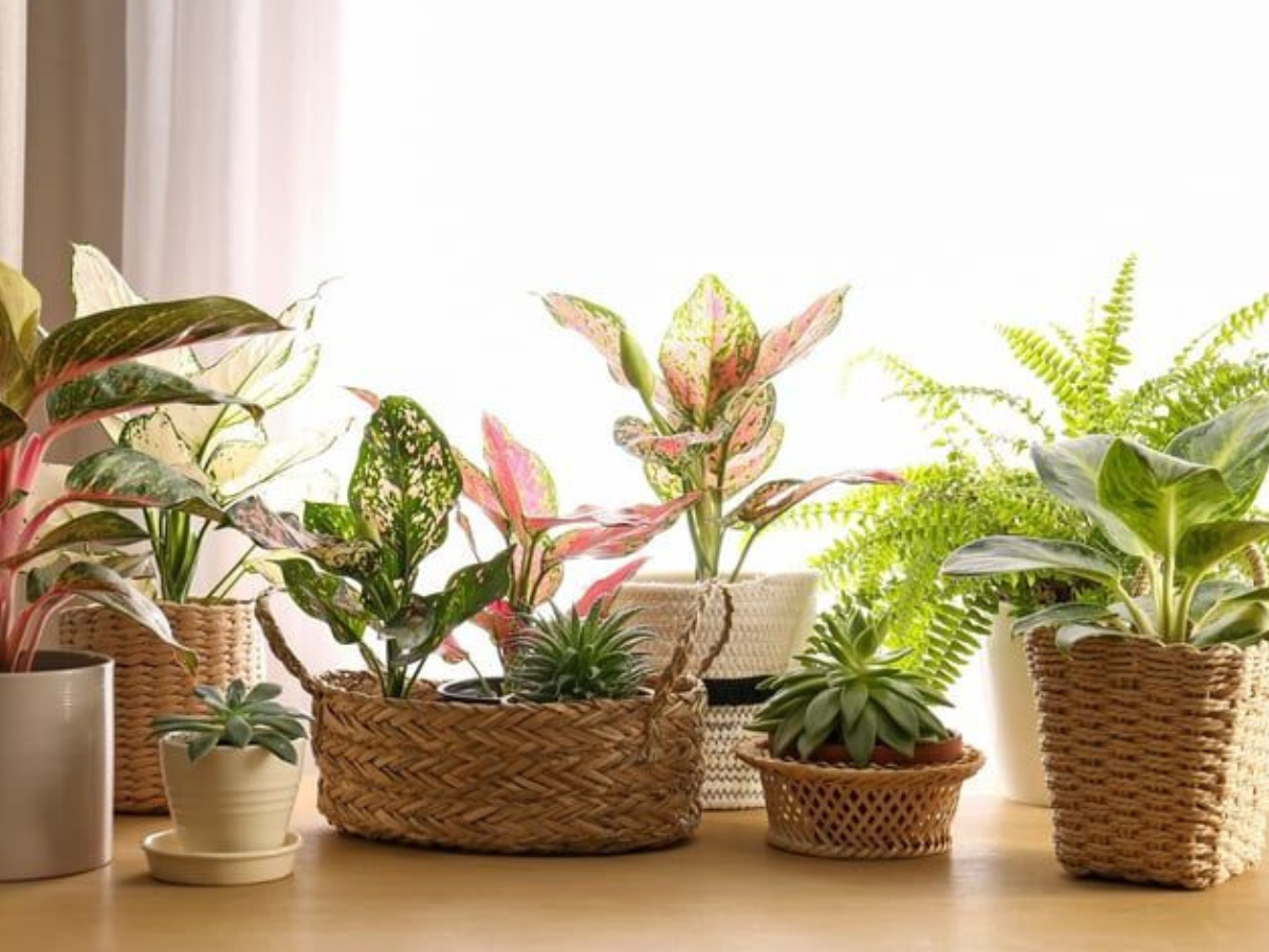 Top 7 Indoor Plants for Positive Energy During Diwali