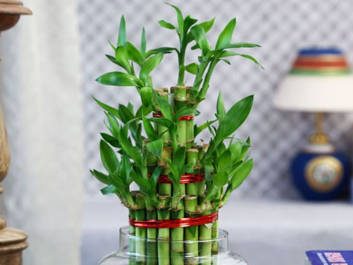 Bamboo Plant - Photo Gallery