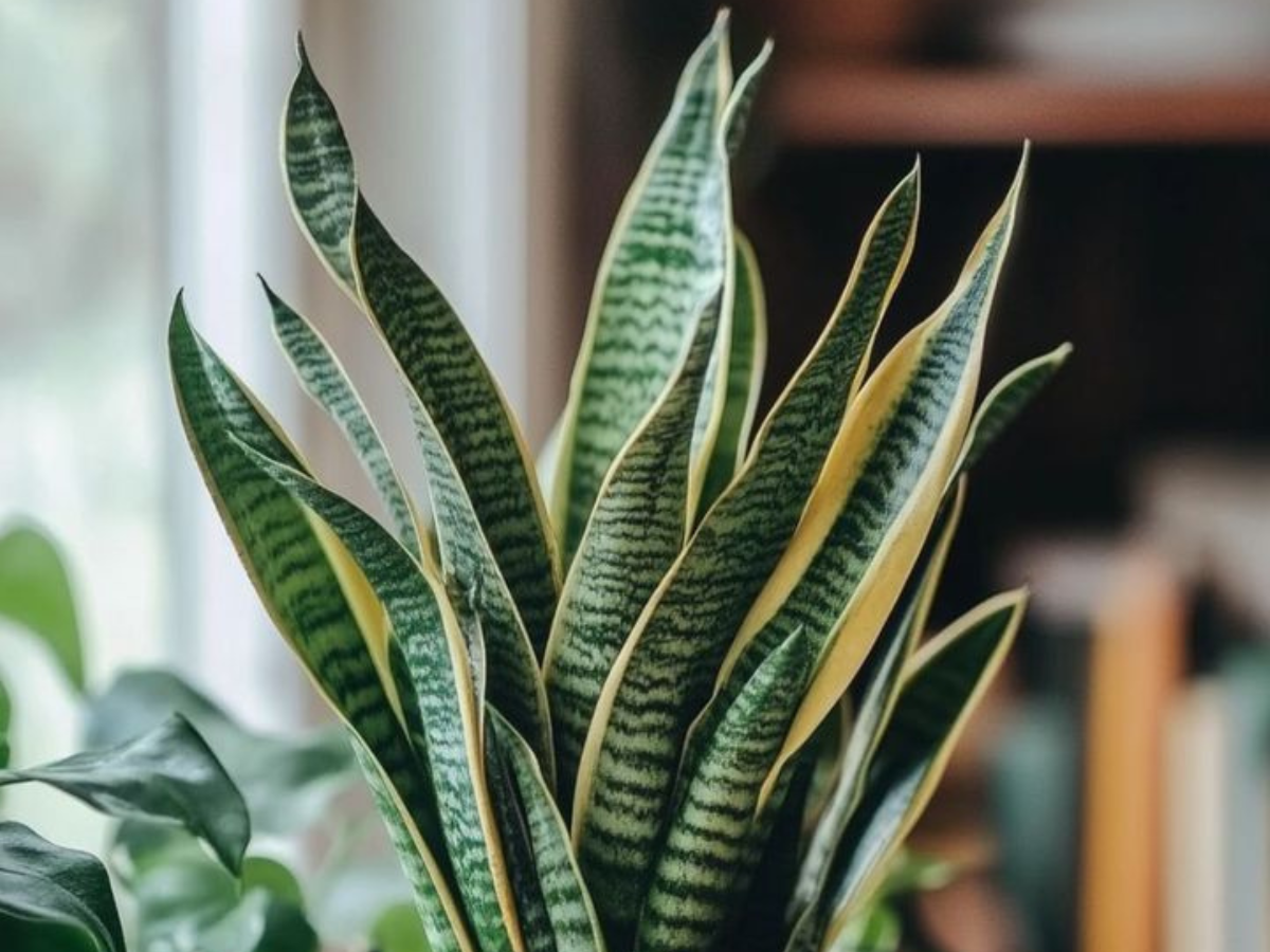 Snake Plant - Photo Gallery