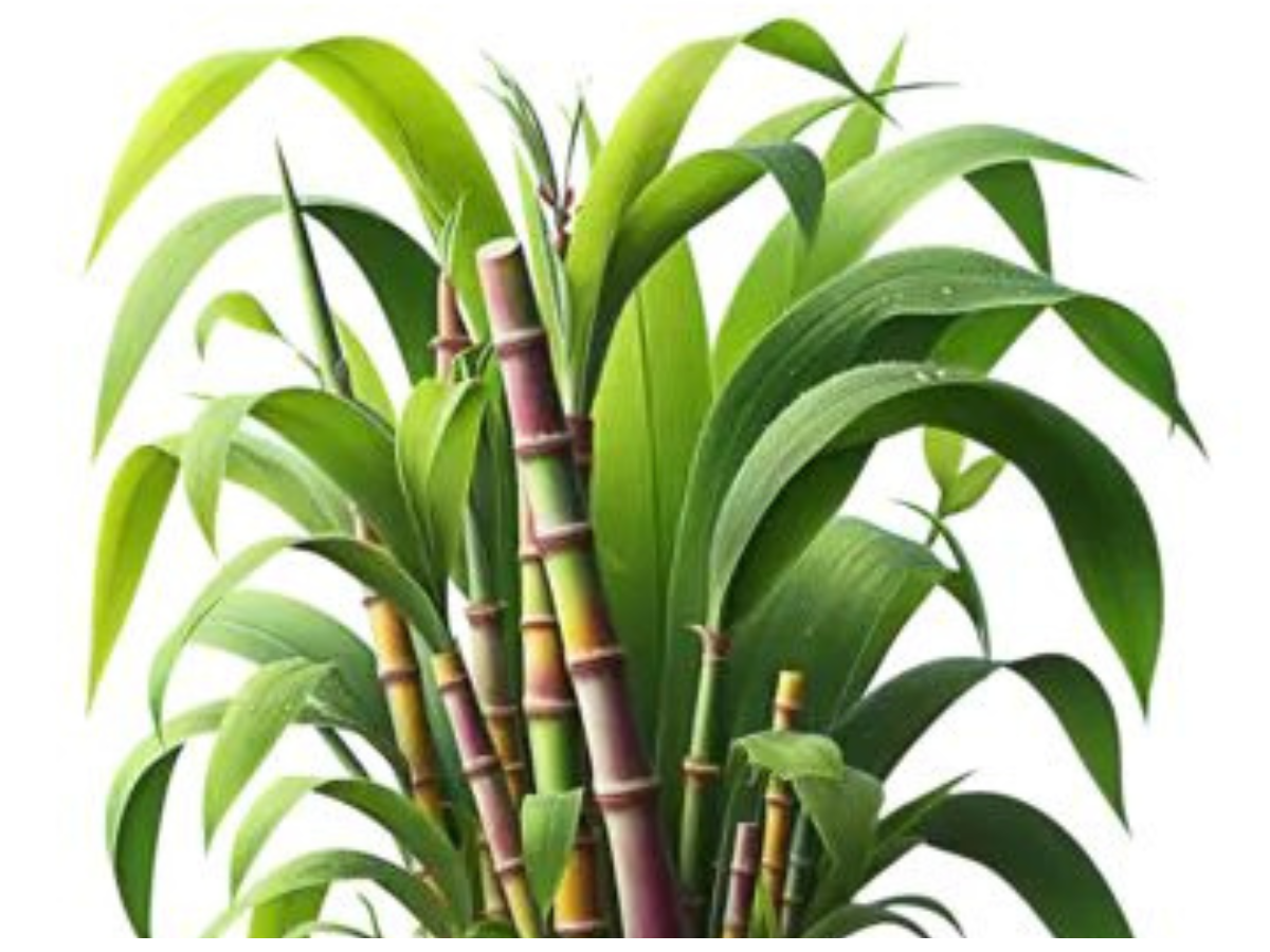 Sugarcane – Strength and Energy - Photo Gallery