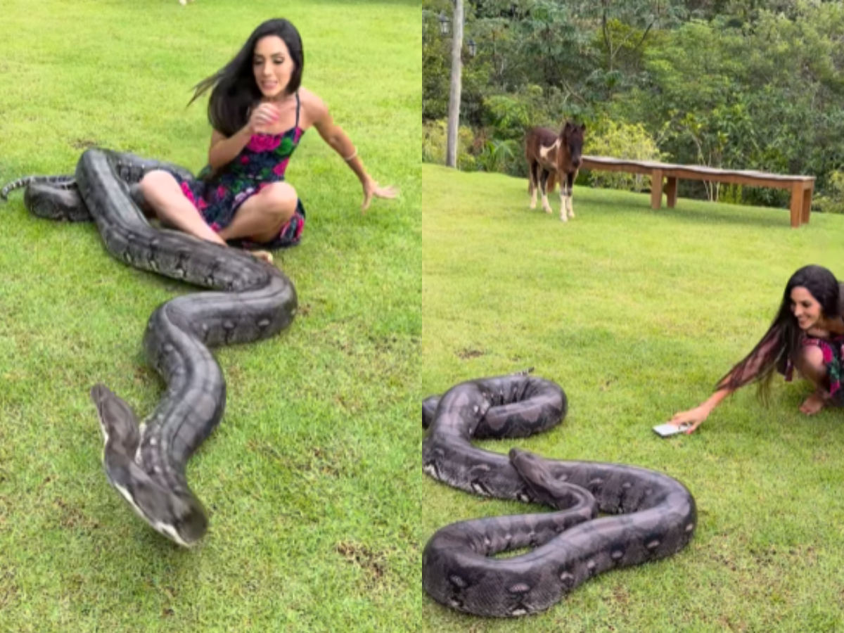 Snake Nearly Strikes Its Owner During Shedding Phase in Brazil Goes Viral| WATCH