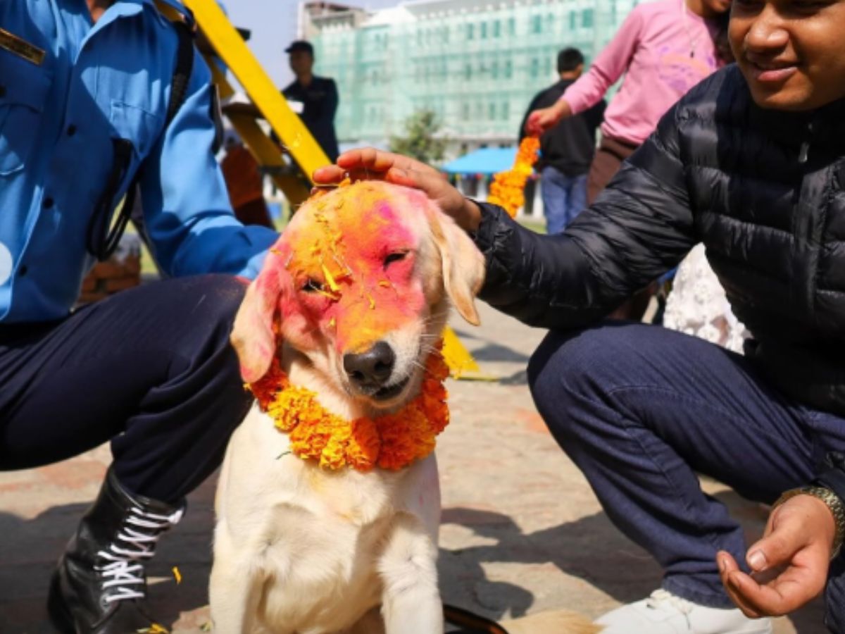 What Is Kukur Tihar & Why Do Nepalese Celebrate Dogs During Tihar?