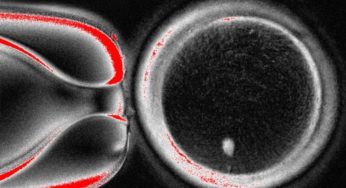 Can Humans Be Born from Skin Cells? Here’s What You Need to Know