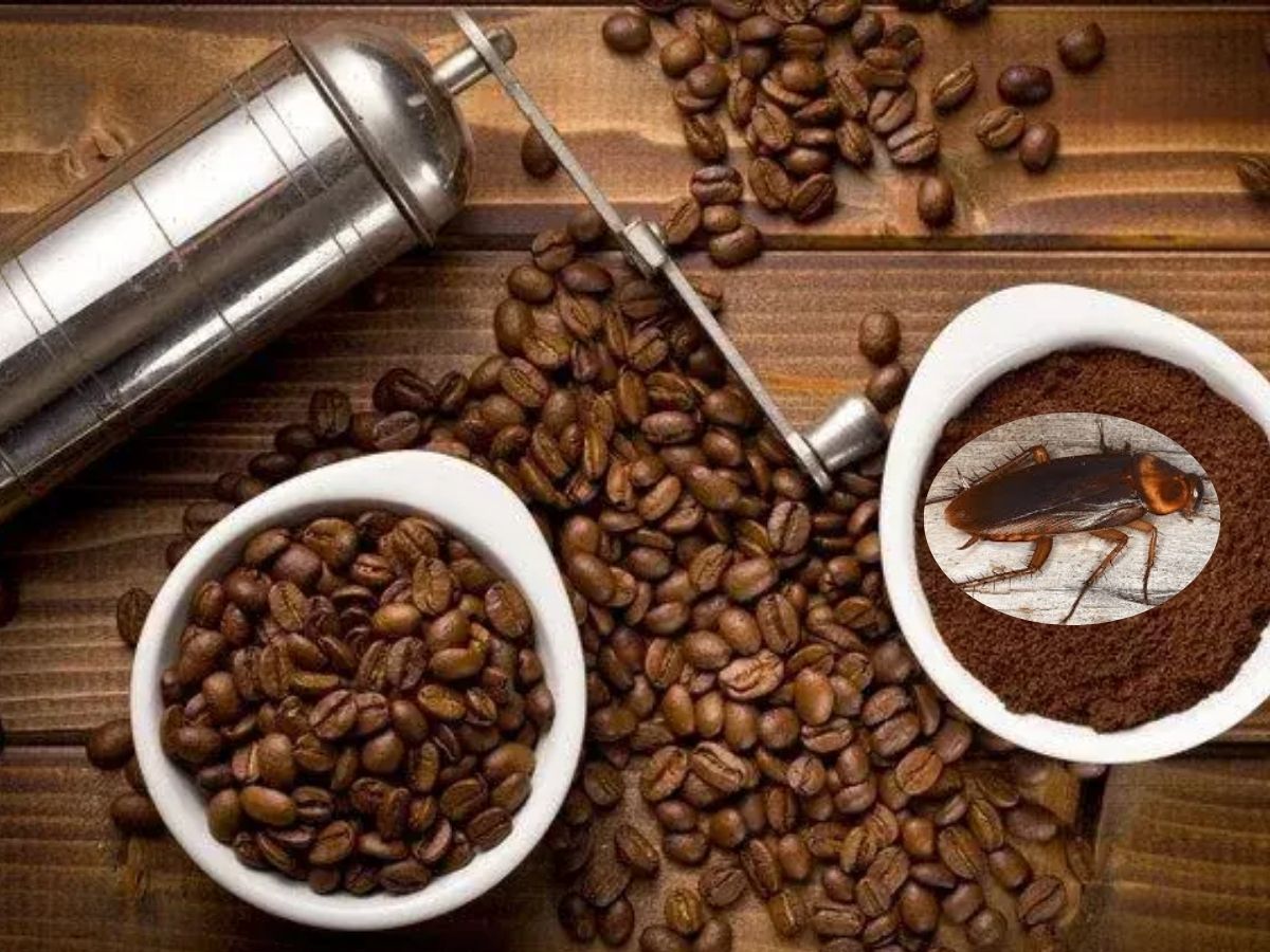 Can Cockroach-Infused Coffee Become the Next Trend? Beijing Museum Sparks Reactions