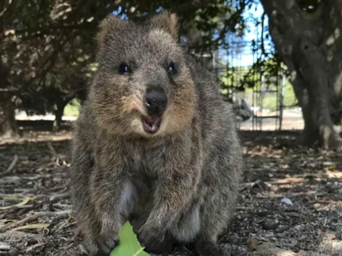 Quokka: The World’s Happiest Animal Stealing Hearts on Rottnest Island
