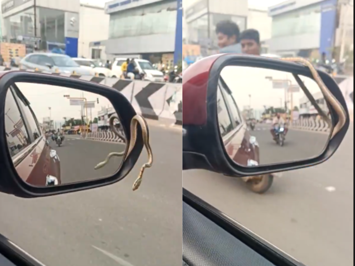 Viral Video: Snake Trapped in Car Mirror Stuns Tamil Nadu Driver | WATCH