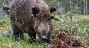 Is Spain’s Pork Industry at Risk? What Explains the Unusual Deadly Virus Found in Wild Boars Near Barcelona?