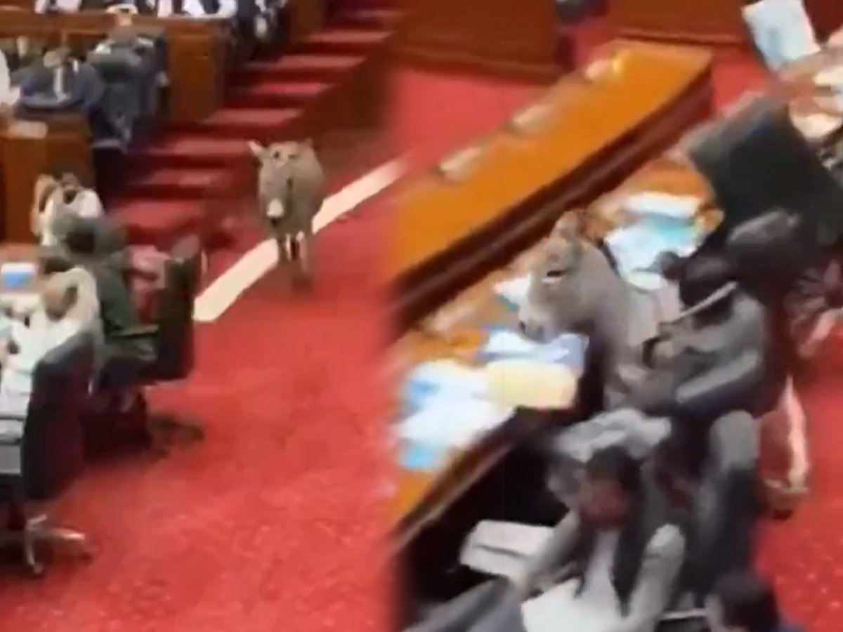 Fact Check: Did a Donkey Really Enter Pakistan’s Parliament During a Live Session? Here’s What Actually Happened