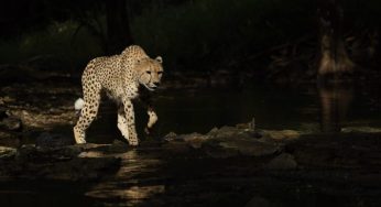 International Cheetah Day: Female Cheetah Veera & Cubs Released at Kuno National Park, PM Invites Wildlife Enthusiasts to India