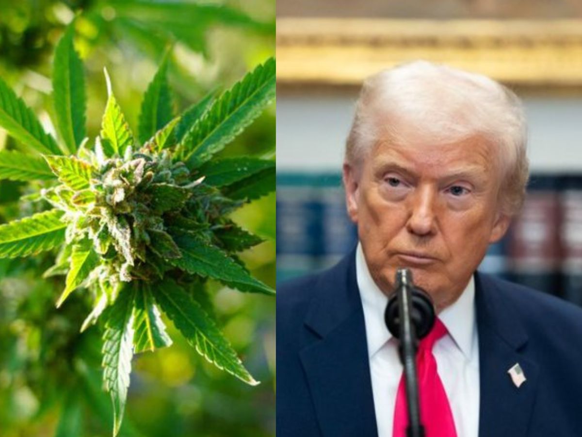 Marijuana May Move From Schedule I to III Under Trump Order After 50 Years: What It Means for Users, States & Businesses