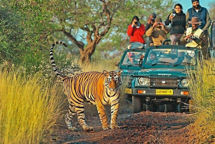 From Tigers to Temples: Exploring Sawai Madhopur