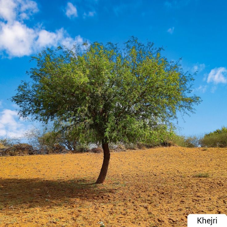 Khejri Trees: Silent Witnesses of Time
