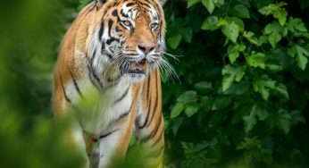 India Loses 166 Tigers in 2025 as Death Toll Rises Sharply, Madhya Pradesh Records Highest Fatalities