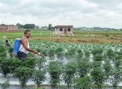 Monsoon uncertainty, price pressures to weigh on Indian agrochemical performance: Report