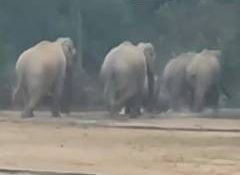 Herd of 22 Elephants Spotted in Ramanujganj Forest of Chhattisgarh’s Balrampur