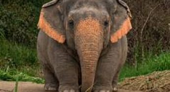Delhi Police uses viral 'Borneo Pygmy elephant' meme to promote road safety