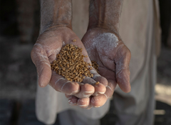 Pak: State machinery collapses as Sindh government's failed wheat procurement triggers massive flour crisis