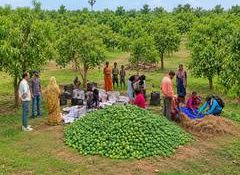Jharkhand's Aamrapali mangoes reach UK markets, says Piyush Goyal