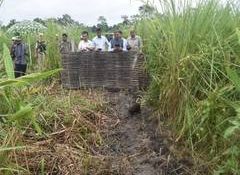 Assam: 15 more pygmy hogs return to their historical home in Manas National Park