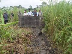 Assam: 15 more pygmy hogs return to their historical home in Manas National Park