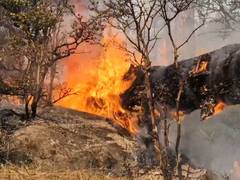 J-K: Udhampur battles persistent forest fires amid severe heatwave