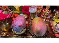 World's costliest 'Miyazaki' mango offered to Lord Ram at Ayodhya's Ram Mandir