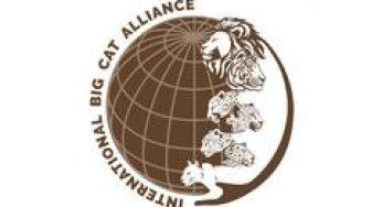 Bangladesh joins India-led International Big Cat Alliance