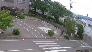 Japanese city suspends 94 schools after first-ever bear sighting