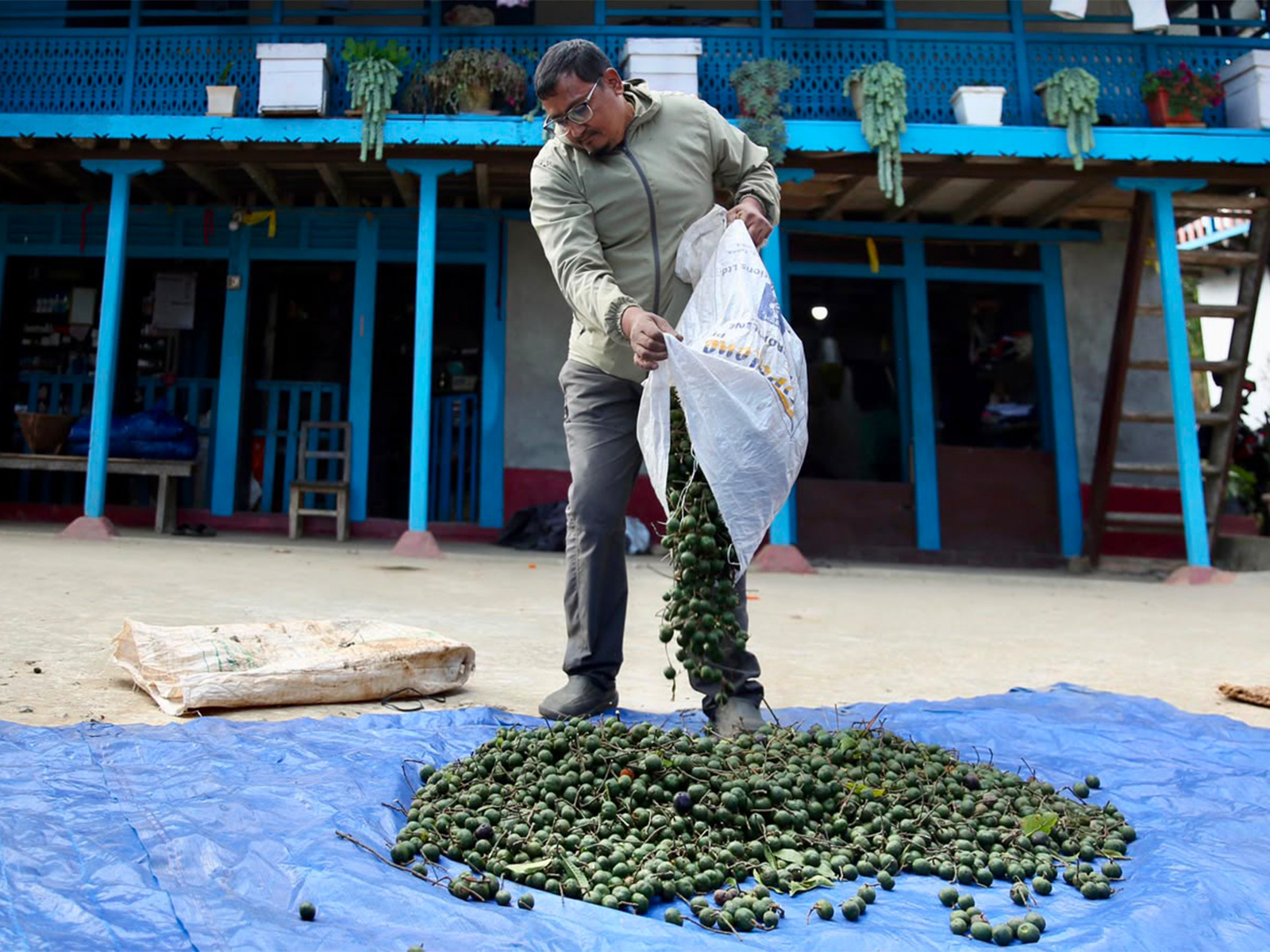 Nepali Rudraksha farmers find lucrative market in China, but at a high cost (Photo/ANI)