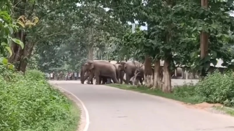Man-elephant conflict on the rise in Palasbari, farmers highlight concerns