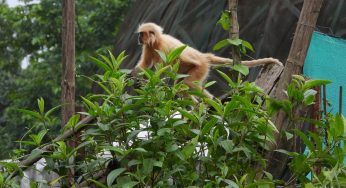 Seven rescued Golden Langurs released into Sikhna Jwhwlao National Park