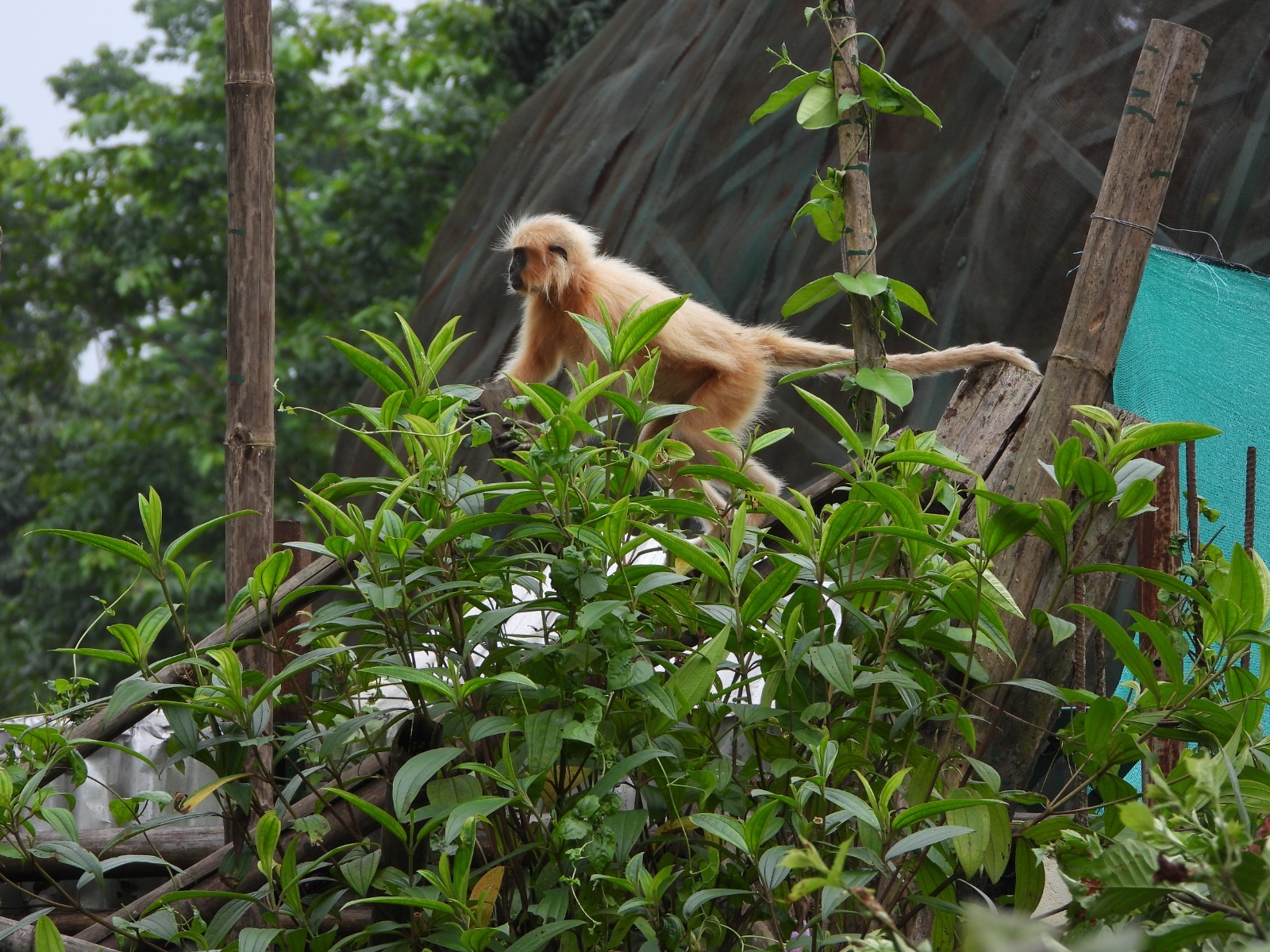Seven rescued Golden Langurs released into Sikhna Jwhwlao National Park
