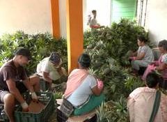Meghalaya's Jirang FPC revenue surges to Rs 1.17 crore as women farmers take GI-tagged agro products global