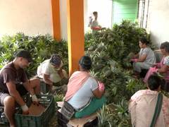 Meghalaya's Jirang FPC revenue surges to Rs 1.17 crore as women farmers take GI-tagged agro products global