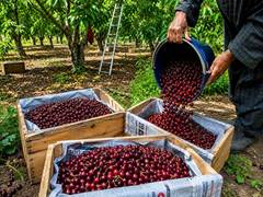 APEDA facilitates first export of J&K Areko cherries, Scentrose plums to UAE