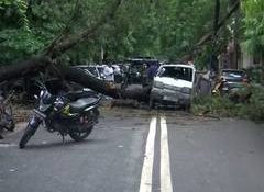 Delhi: Tree falls on van in Rohini following heavy rainfall; no casualties reported