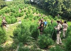 Nepal's Gandaki Province assembly unanimously passes Bill to legalise marijuana cultivation for medicinal, industrial use