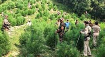 Nepal's Gandaki Province assembly unanimously passes Bill to legalise marijuana cultivation for medicinal, industrial use
