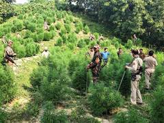 Nepal's Gandaki Province assembly unanimously passes Bill to legalise marijuana cultivation for medicinal, industrial use
