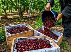J&K's premium cherries, plums enter Singapore market with first export shipment