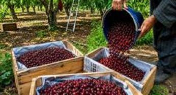 J&K's premium cherries, plums enter Singapore market with first export shipment