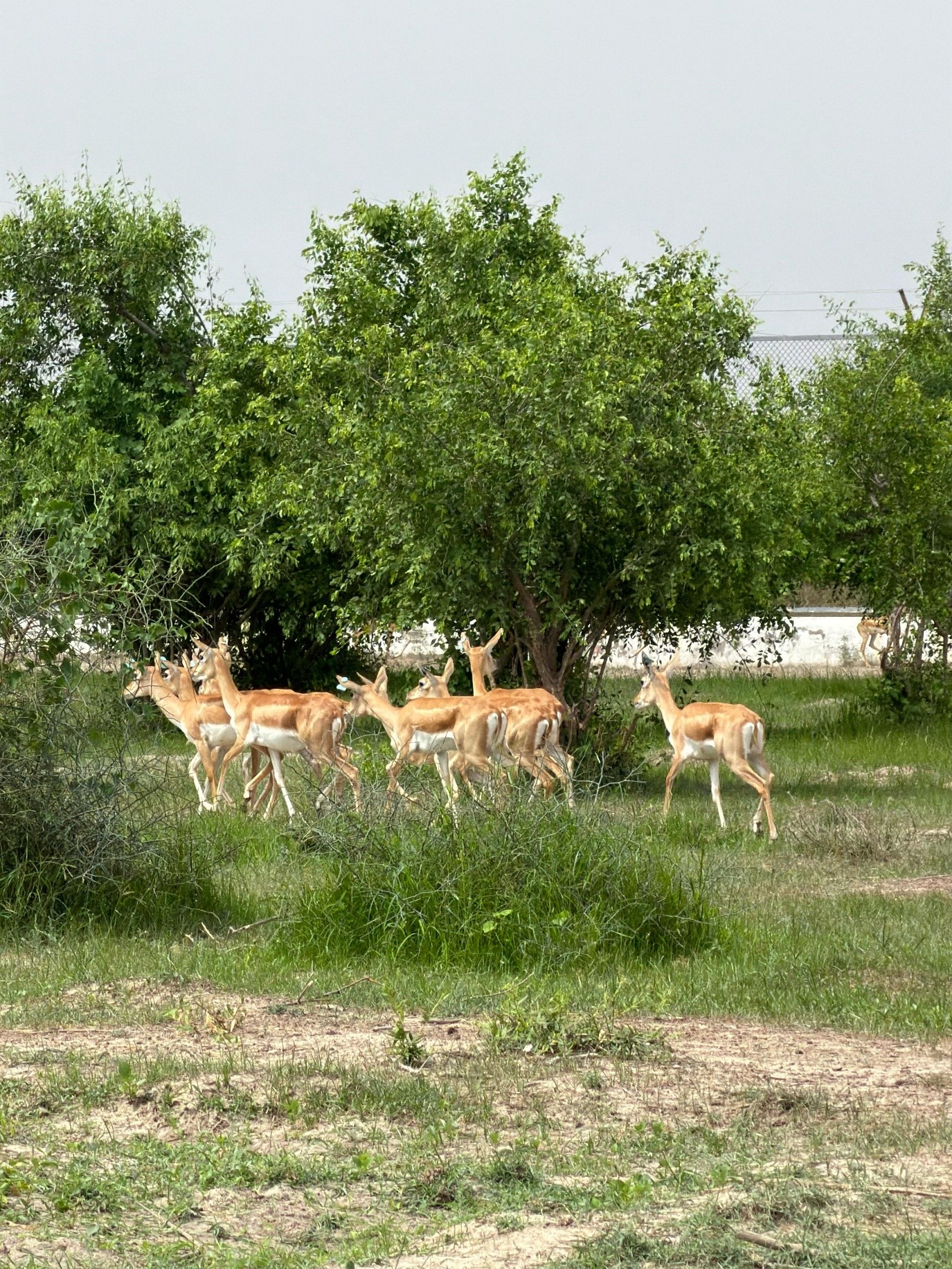 Blackbucks 1 Blackbucks 1