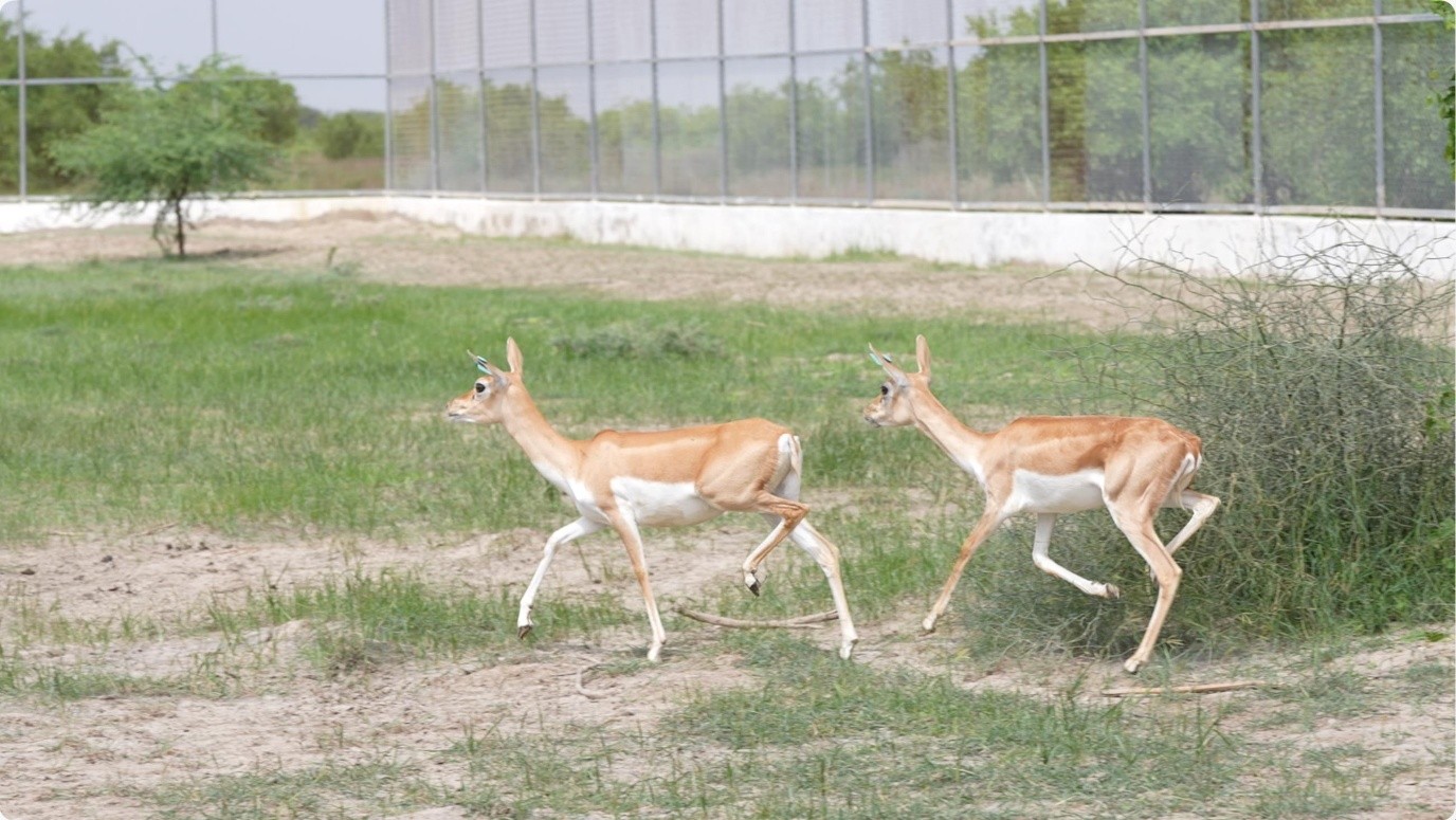 20 Blackbucks Rewilded in Banni Grassland on India’s 80th Independence Day, Advancing Native Wildlife Restoration