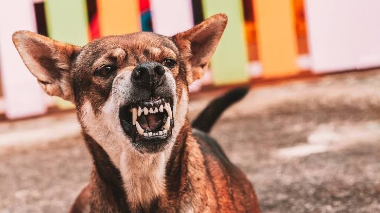 Do Doctors Have to Report Dog Bites in PA? All You Need to Know