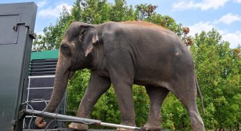 Madhuri the Elephant Completes Treatment at Vantara, Returns Home to Maharashtra After Over a Year of Specialised Care & Healing